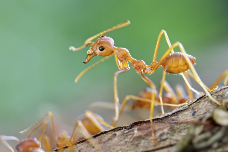 Муравьи-портные (Oecophylla smaragdina)