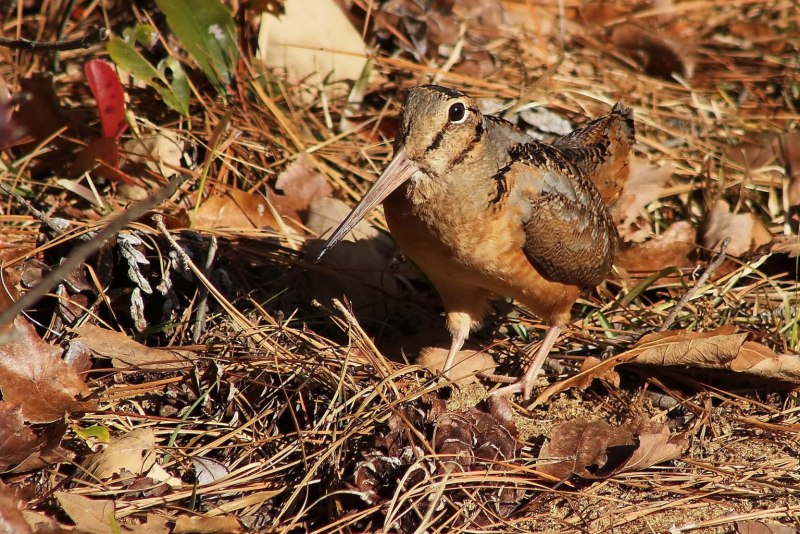American Woodcock