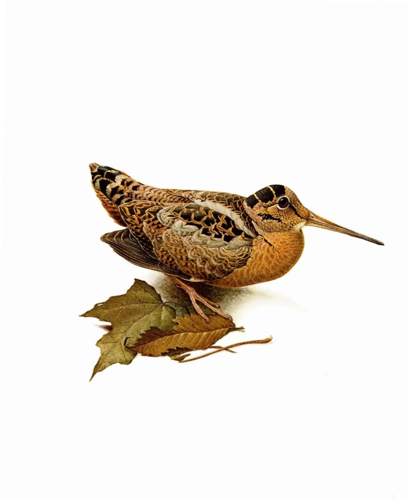 Wildlife Woodcock Art