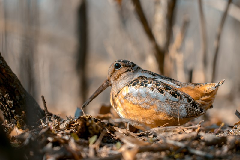 Woodcock best