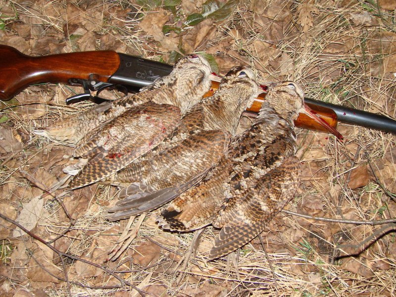 Королевский вальдшнеп