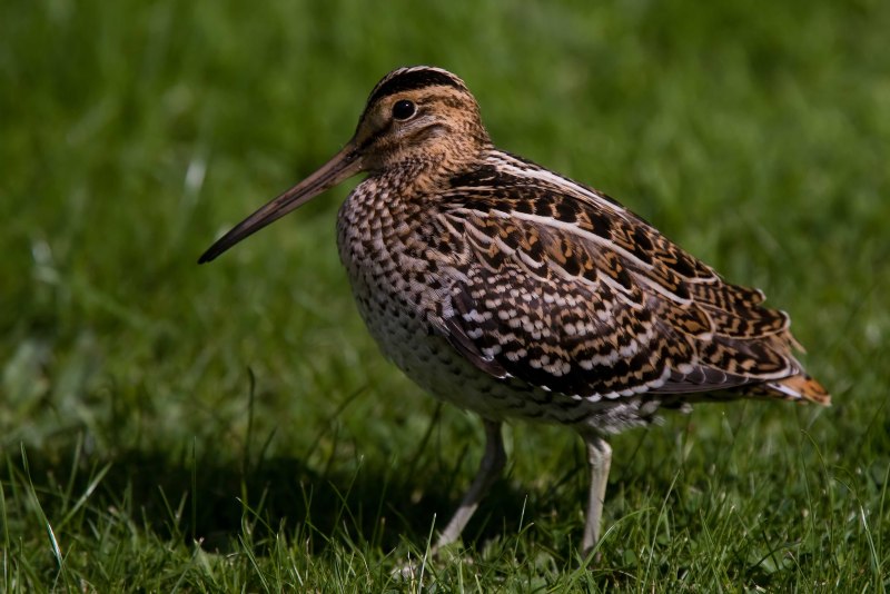 Птица с длинным носом, Snipe