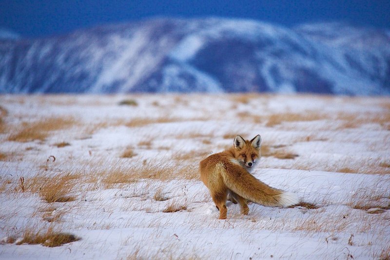 Дикая природа России National Geographic