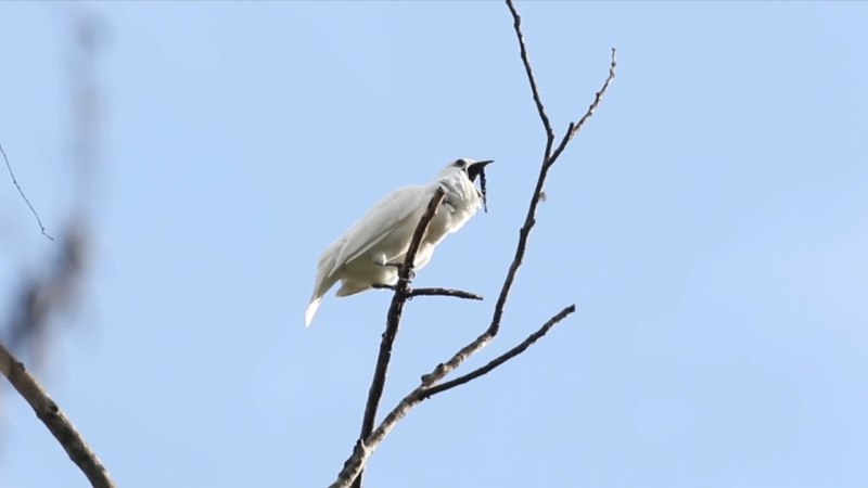 Одноусый Звонарь (Procnias Albus)
