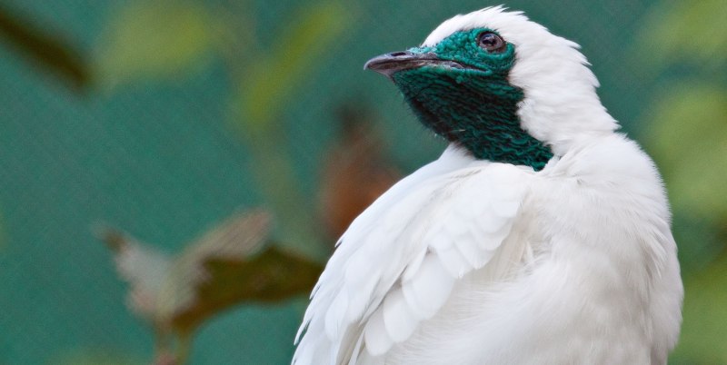 White Bellbird