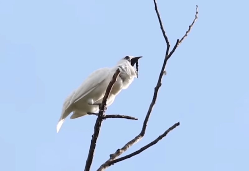 White Bellbird птица