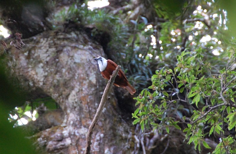 Procnias tricarunculatus