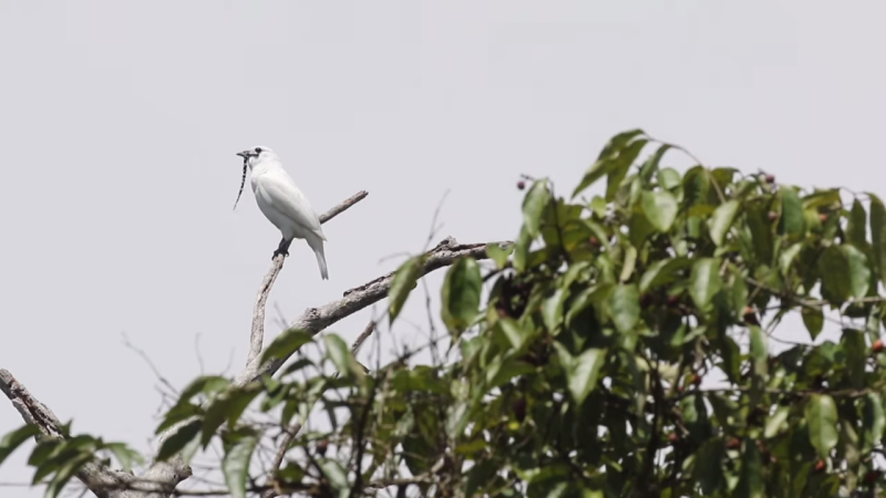 White Bellbird птица