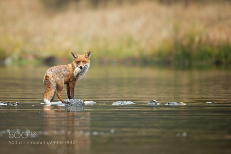 Лиса в воде