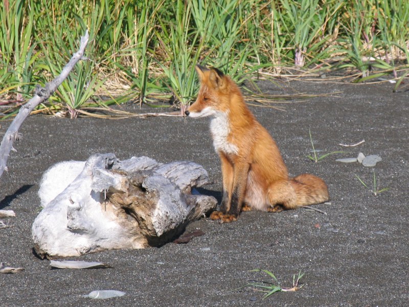 Кот прогоняет лису