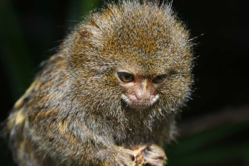 Карликовая мартышка Cebuella pygmaea