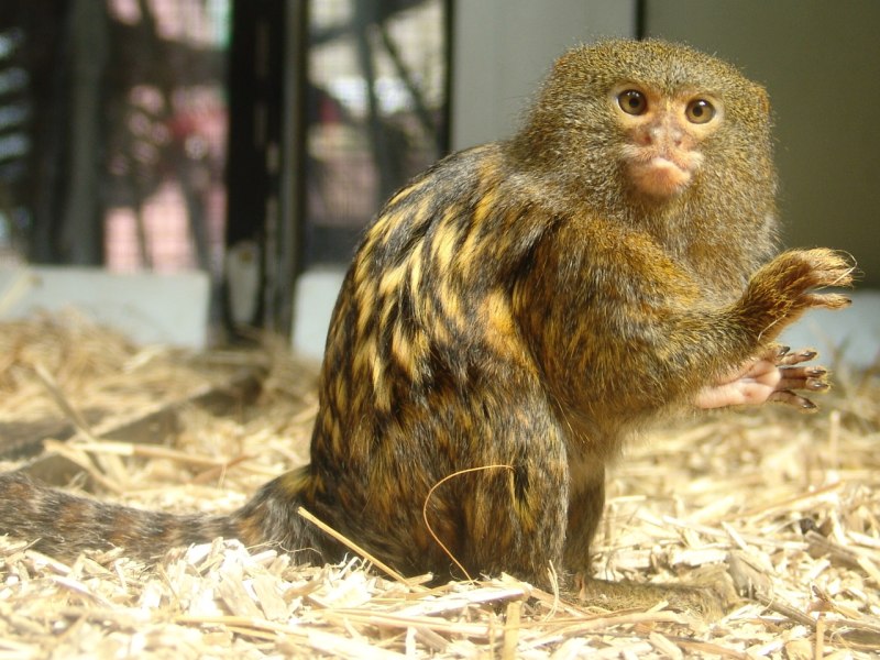 Карликовая мартышка Cebuella pygmaea