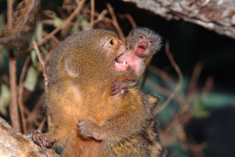 Карликовая мартышка Cebuella pygmaea