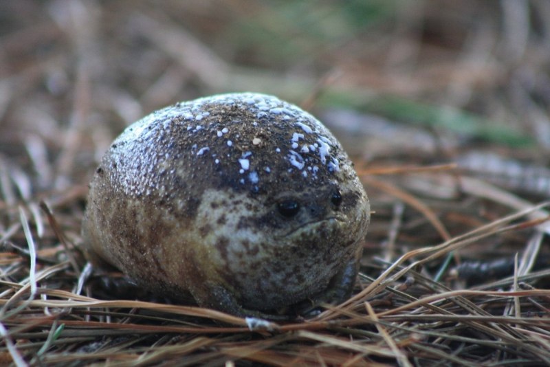 Breviceps gibbosus