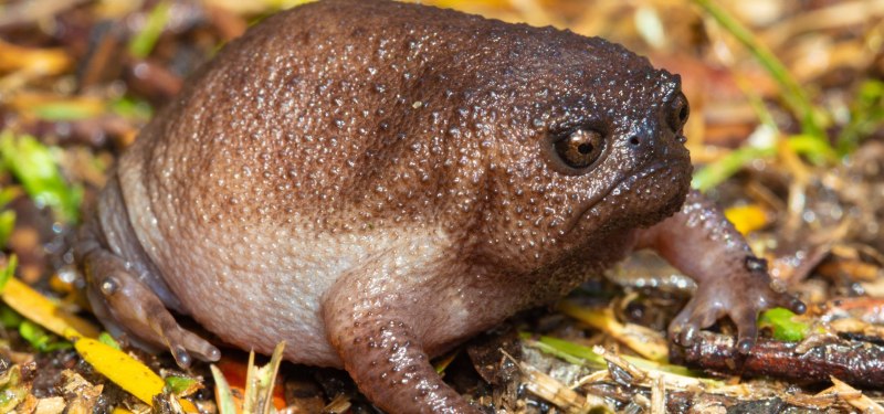 Лягушка breviceps fuscus