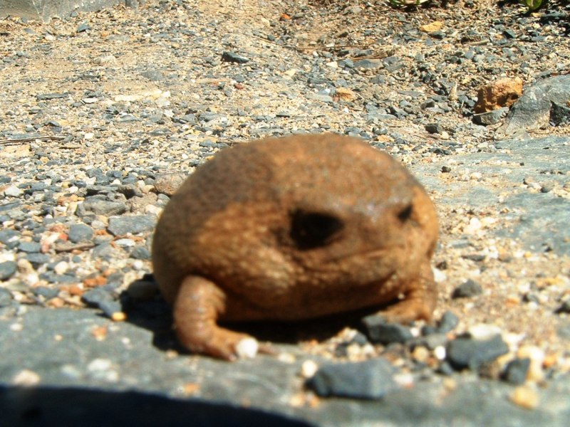 Breviceps gibbosus
