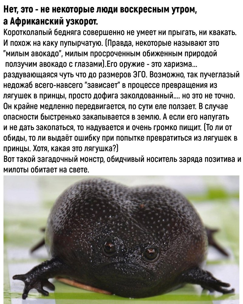 Африканский узкорот рисунок