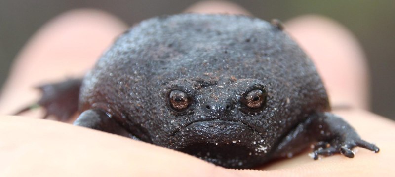 Африканский узкорот breviceps fuscus