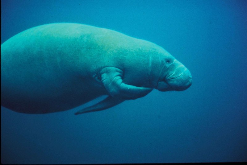 Американский Ламантин Trichechus manatus