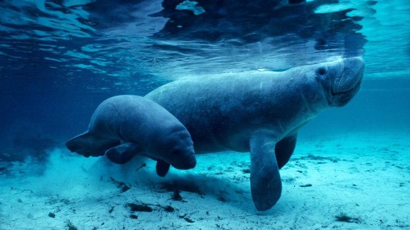 Ламантин морская корова