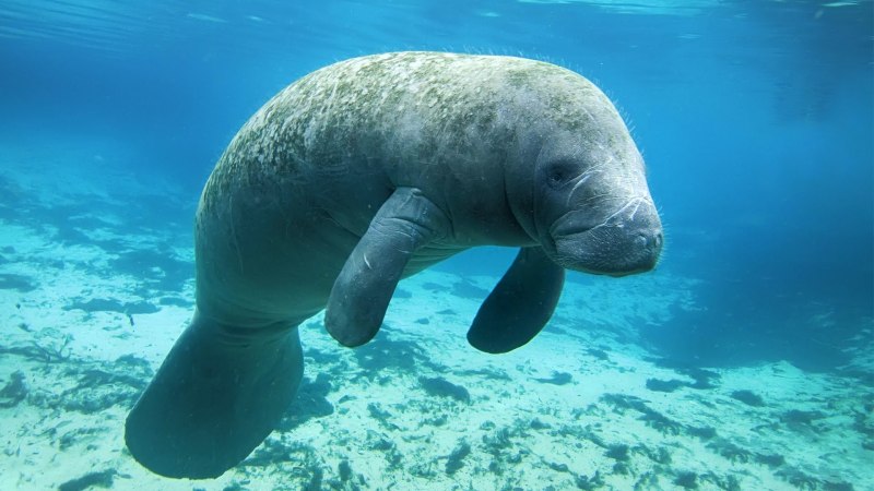 Ламантины морские млекопитающие