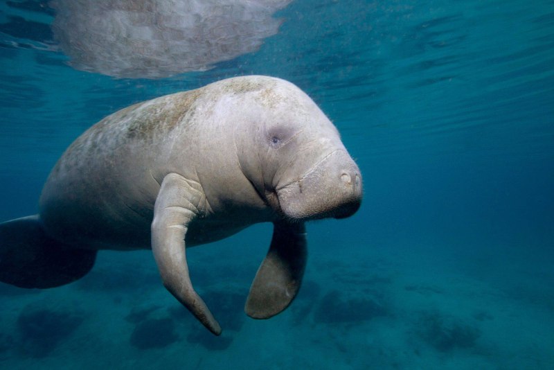 Морская корова Дюгонь Ламантин Стеллерова корова