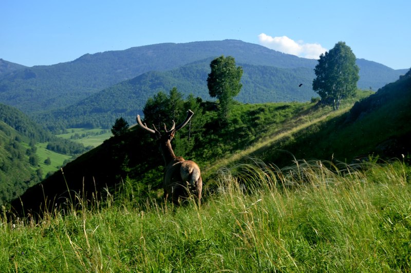 Село Маральи рожки Чарышский район Алтайский край