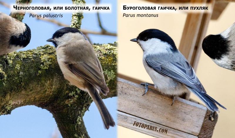 Гаичка буроголовая и черноголовая
