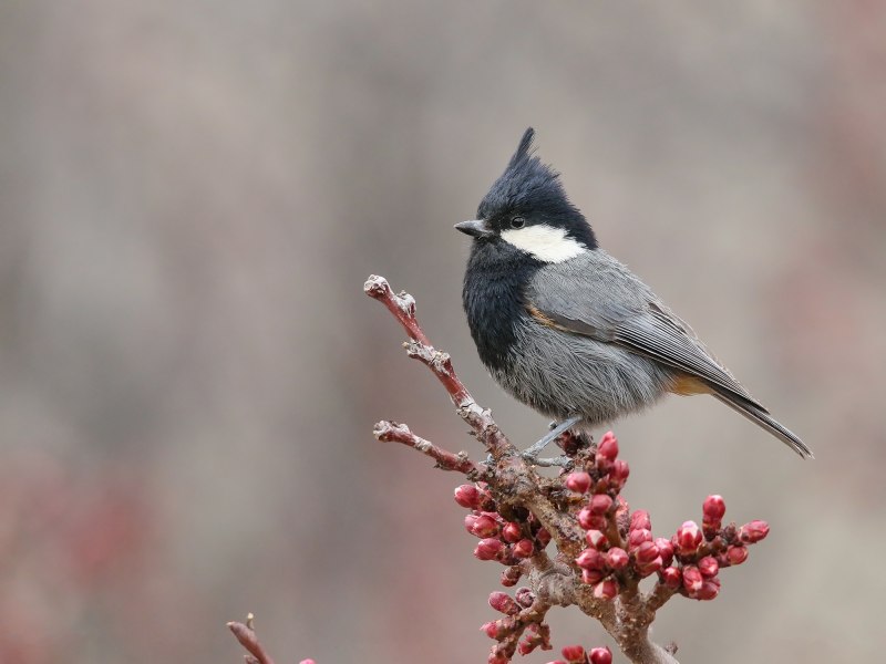 Periparus rufonuchalis