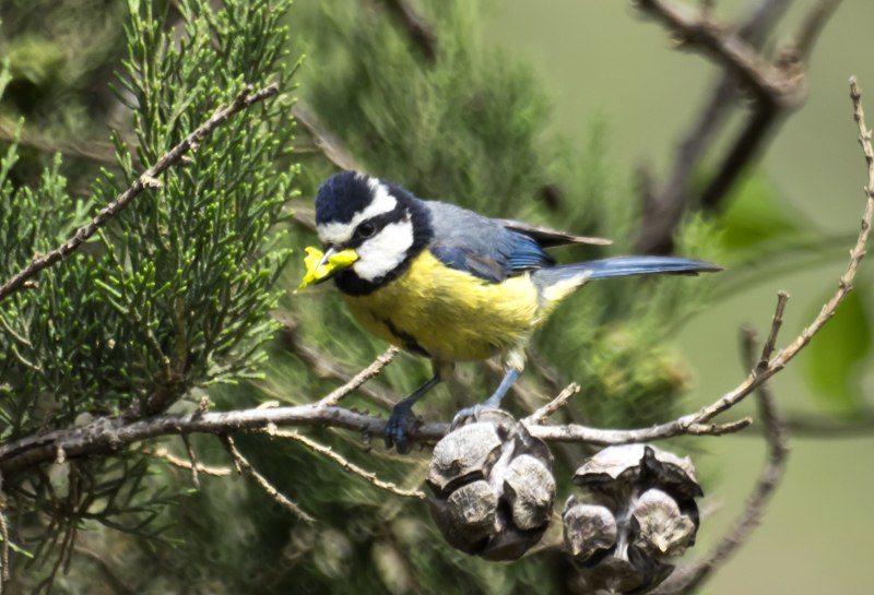 Cyanistes перевод