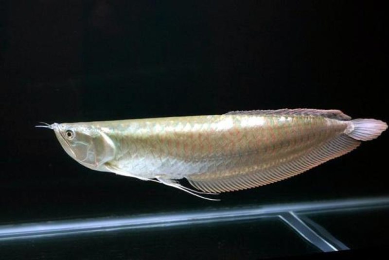 Osteoglossum bicirrhosum