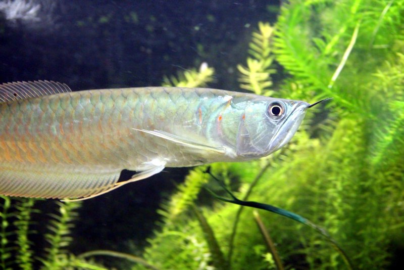 Аравана Osteoglossum bicirrhosum