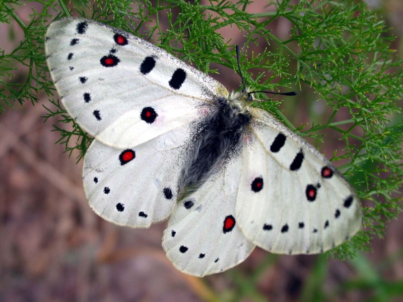 Parnassius Apollonius Aphrodite