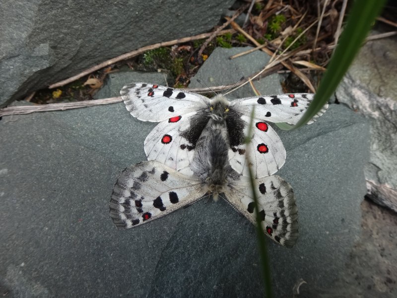 Parnassius Orpheus Nabokov