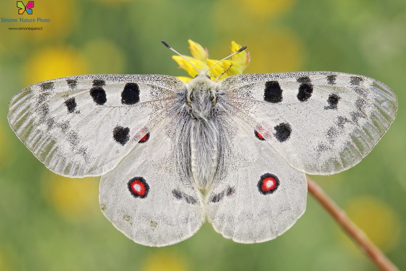 Parnassius (Parnassius) Apollo (Linnaeus, 1758)