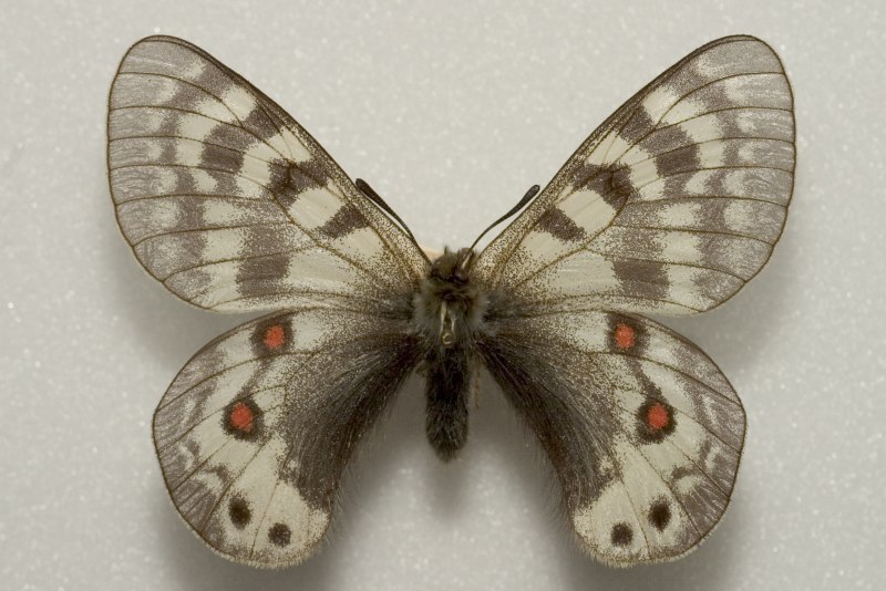 Parnassius autocrator в Узбекистане