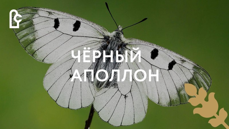 Бабочка Аполлон Мнемозина