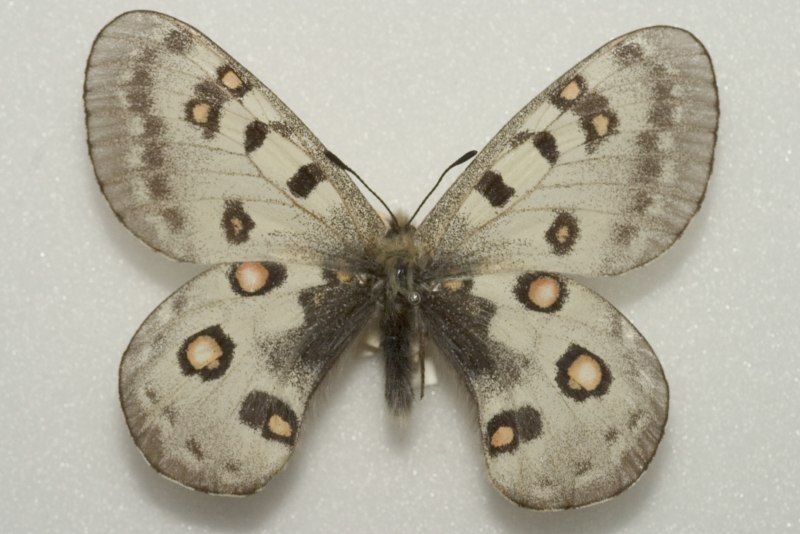 Parnassius Hannyngtoni Antonini