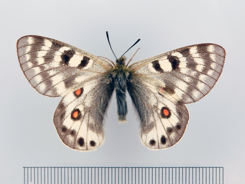 Parnassius Ariadne