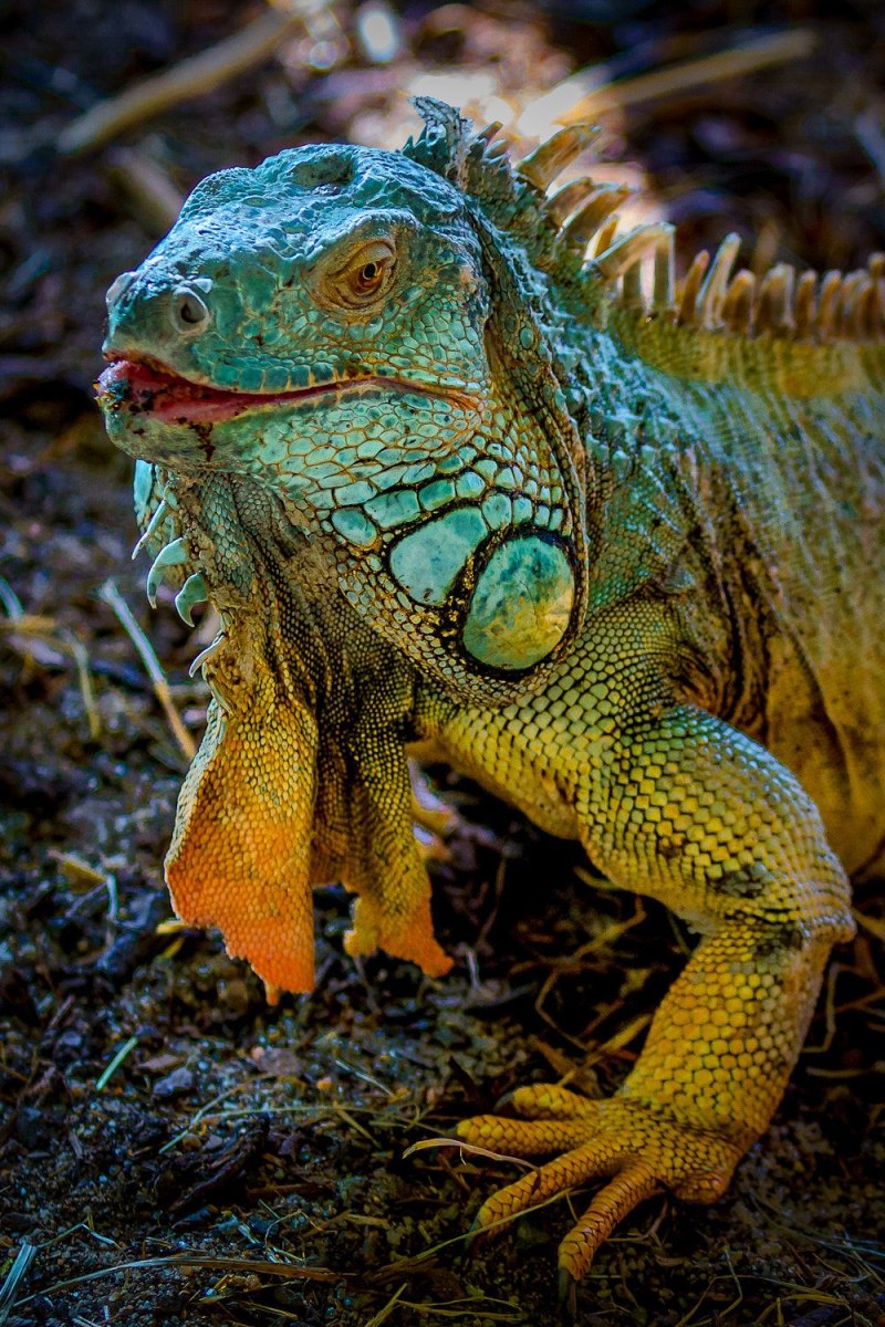 Зеленая игуана (Iguana Iguana)