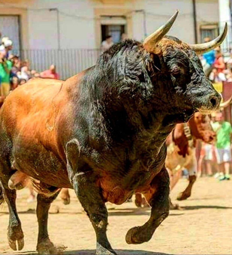 Хитрый бык