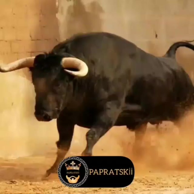Иберийская порода Быков