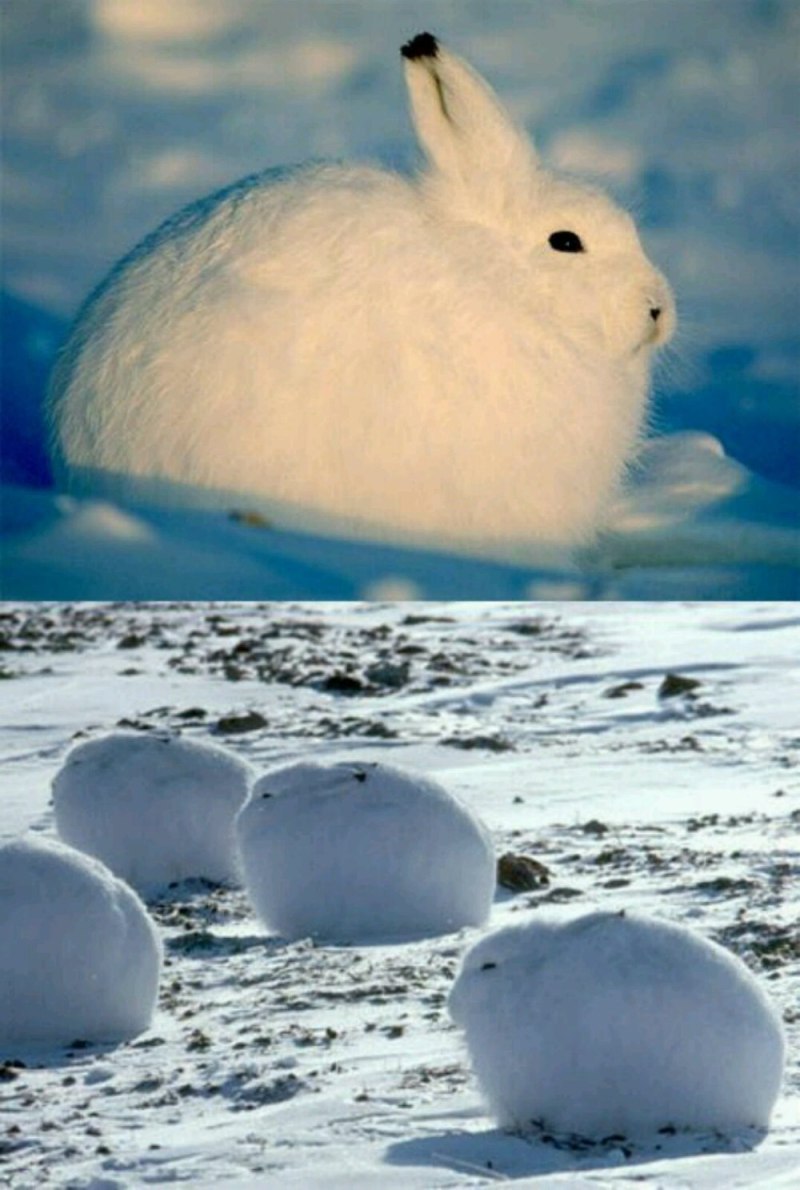 Арктический Беляк Детеныши