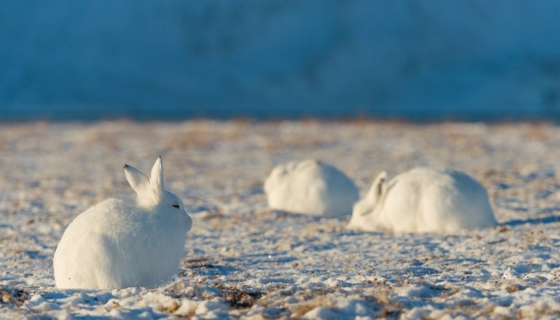 Северный заяц Беляк