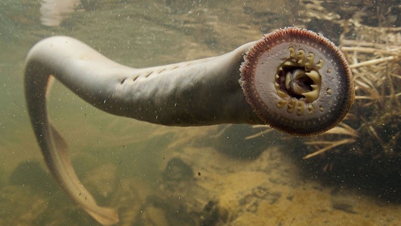 Entosphenus tridentatus