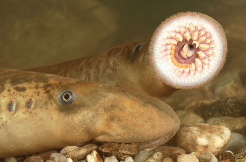Морская минога (Petromyzon Marinus)
