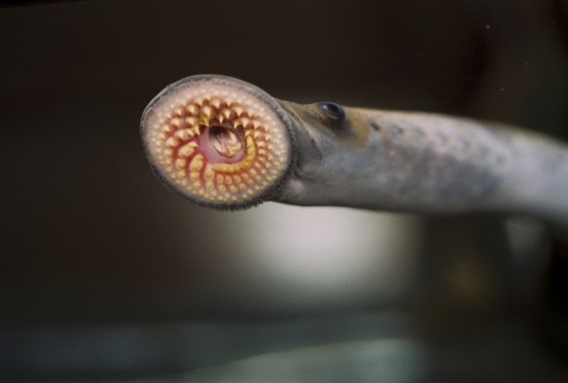 Морская минога (Petromyzon Marinus)