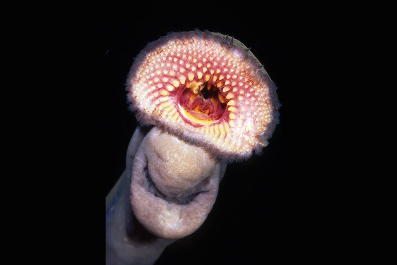 Geotria Australis