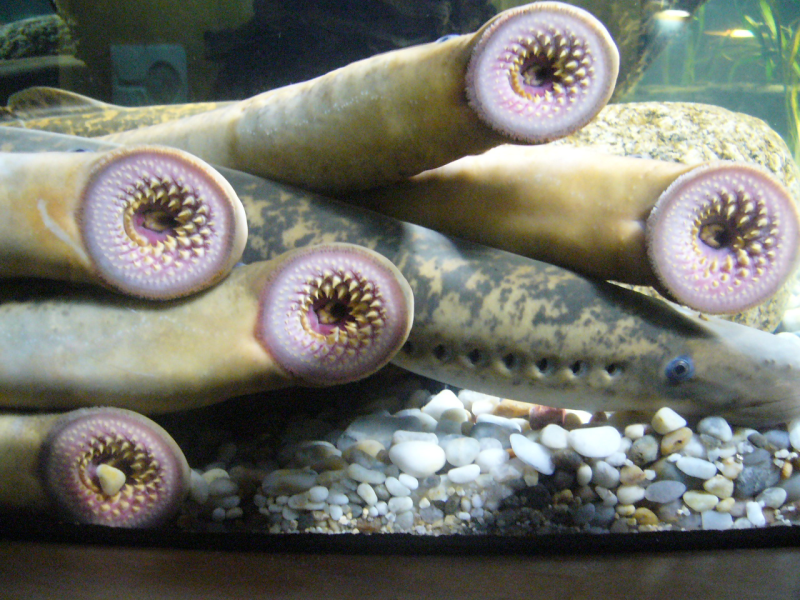 Морская минога (Petromyzon Marinus)