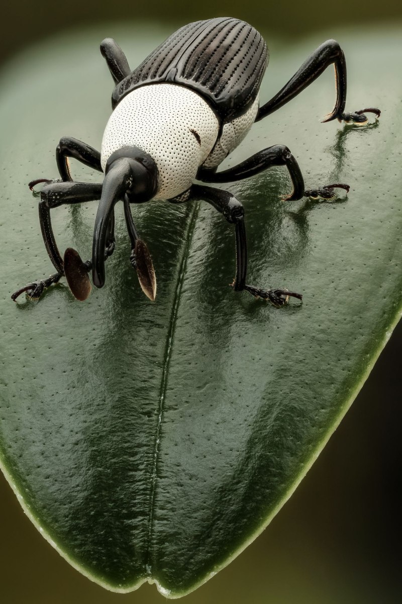 Жук Flatid planthopper